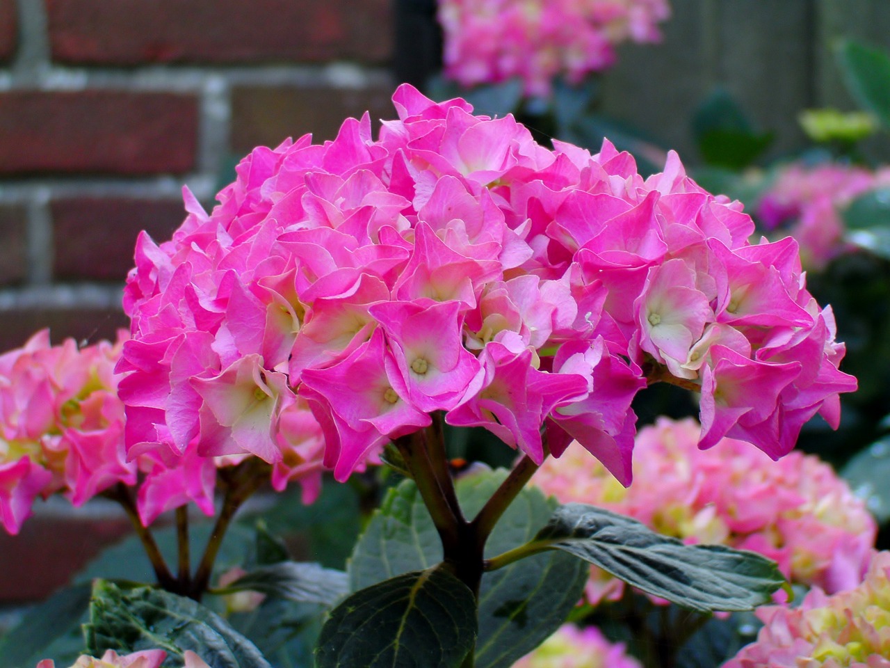 长沙花卉调查，哪种花卉在屋里养好？长沙花卉调查	哪种花卉在屋里养好呢  第1张